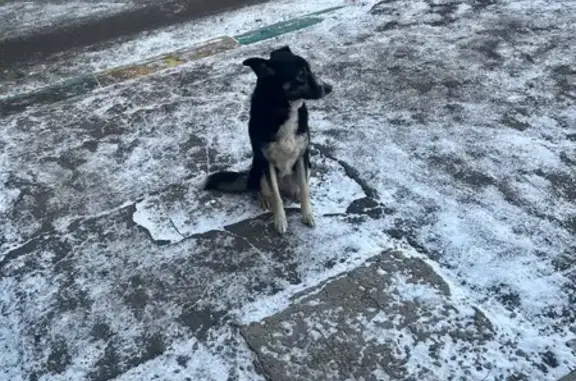 Найдена собака, Тула, фото: Найдена собака, ул. М. Горького 12, Тула