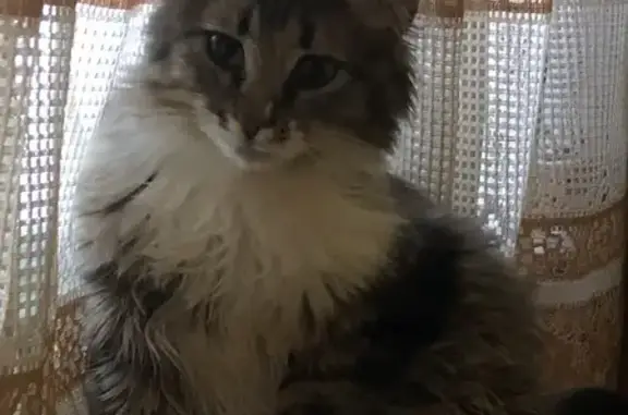 Кошки потеряшки, Мурманск, фото: Потеряшка кошка, ул. Шевченко, 8, Мурманск