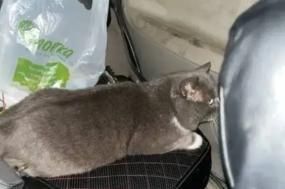 Найдена кошка, Екатеринбург, фото: Найден серый кот на ул. Рассветная, 13