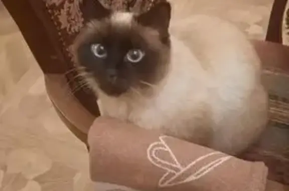 Пропала кошка в Порошино, Кировская обл.