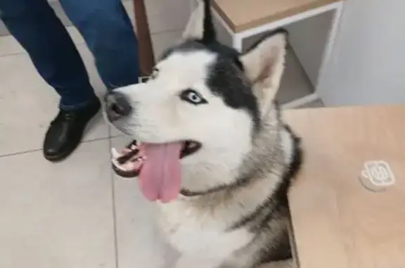 Найдена собака, Москва, фото: Собака найдена на ул. Гарибальди, Москва