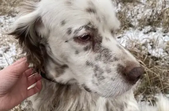 Найдена собака, Ивантеевка, фото: Собака найдена: мкрн Южный, Ивантеевка