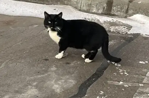 Найдена кошка, Москва, фото: Кот найден: Жулебинский бульв. 5, Москва