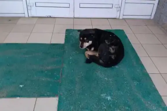 Найдена собака, Баландина 7, Балашиха