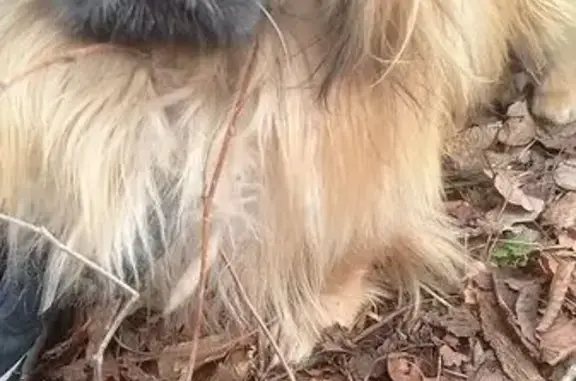 Пропала собака, Белокалитвинское поселение