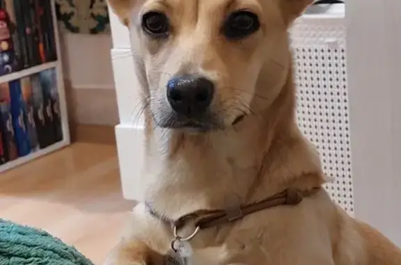 Пропала собака в Ялте, Уч-Кош.