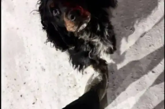 Собаки потеряшки, Чита, фото: Потеряшка собака, Шишкинская ул., Чита