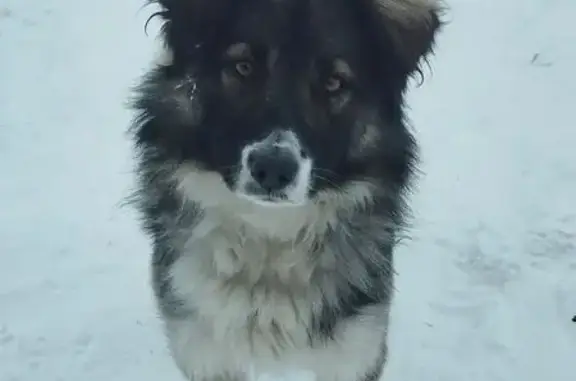 Найдена собака, Кемерово, фото: Найдена собака, Декабрьская 2Г, Кемерово