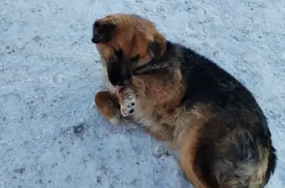 Найдена собака, Пенза, фото: Собака найдена: ул. Измайлова, Пенза