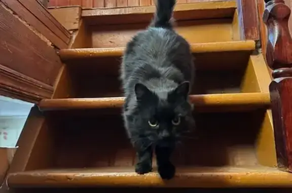 Найдена кошка: Красноармейская, 82А, Брянск