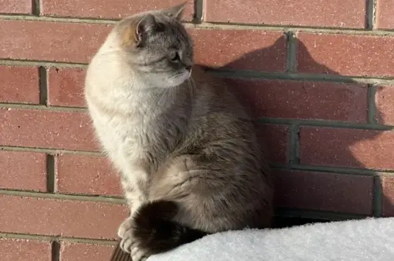 Пропала кошка, ул. Давыдова 4, Ульяновск