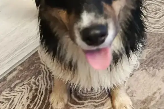 Найдена собака, Белавино, фото: Собака найдена: 28К-0746, Белавино