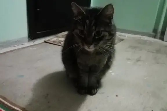 Объявления о пропавших и найденных животных, Петрозаводск, фото: Кошка найдена: Нойбранденбургская 21