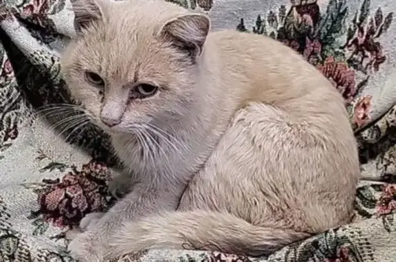 Найдена кошка, Томск, фото: Кошка найдена: ул. Пушкина, 52Д, Томск
