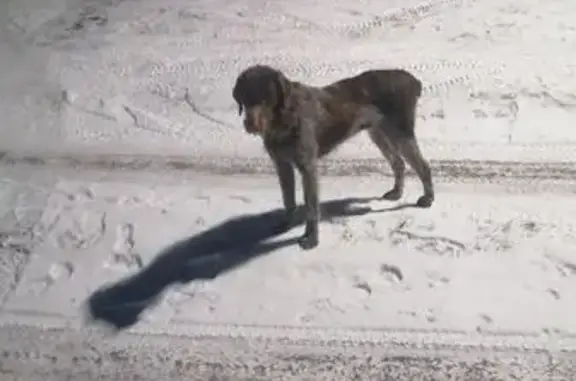 Найдена собака, село Некрасово, фото: Собака найдена в Некрасово, Калужская обл.