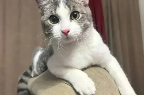 Пропала кошка, Ватутина 79 к1, Тюмень