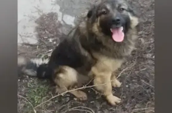 Потерянные животные Волжский, фото: Пропала собака, Ударная ул., 18, Волжский