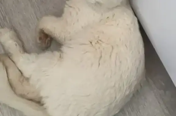 Пропала кошка, 143 Голубино