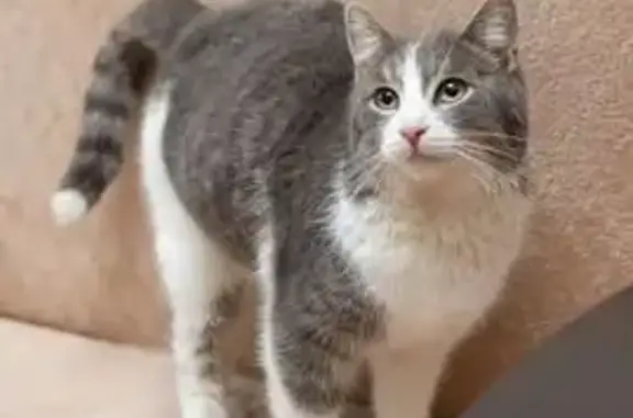 Пропала кошка, Партизанская 228, Самара