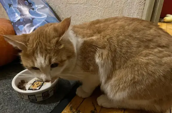 Найдена кошка, Чебоксары, фото: Кошка найдена: Чебоксары, Тракторостроителей 77