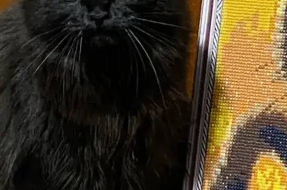 Пропала кошка, Иркутск, ул. Железнодорожная, 48