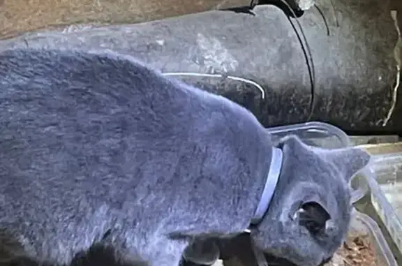 Кошка найдена, Шухова 6, Тула