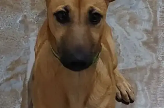 Пропала собака, 4-й проезд, Самара