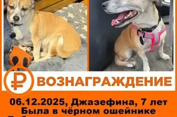 Собаки потеряшки, Ленинский, фото: Потеряшка собака, ул. Индустриальная, 7