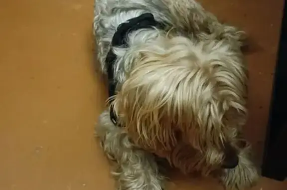 Найдена собака, Тамбов, фото: Найдена собака, Железнодорожная 50, Тамбов