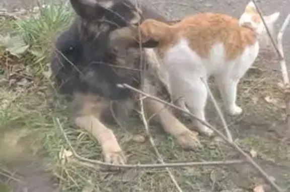 Пропала кошка, ул. Шевелюха 20, Ярославль