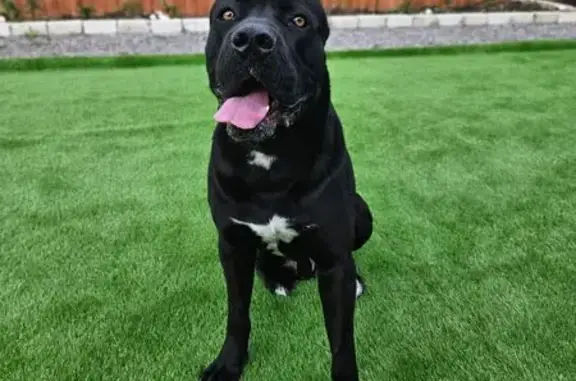 Пропала собака, Боровая ул., Волгоградская обл.