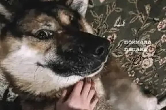 Собаки потеряшки, Сыктывкар, фото: Потеряшка собака, Тентюковская 304, Сыктывкар