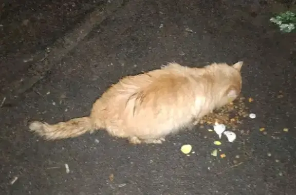 Найдена кошка, Хохол, фото: Найден кот, Зелёная ул., Хохол