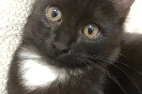 Пропала кошка, ул. Гагарина, 14, Медногорск