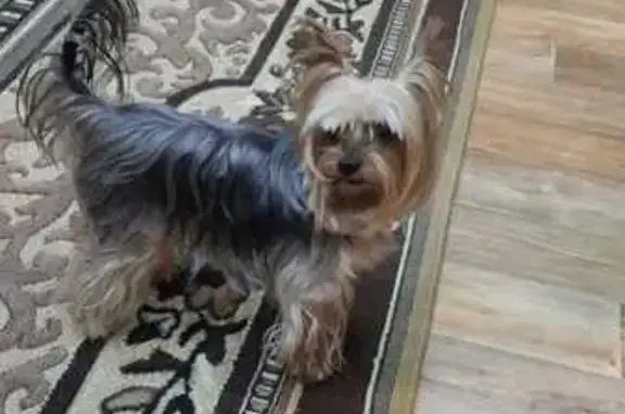 Пропал йорк на Шумакова 14, Барнаул