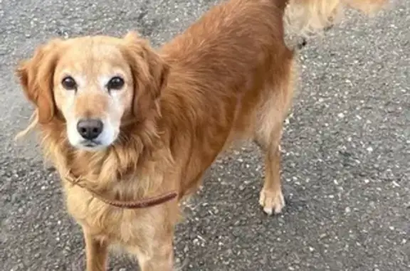 Пропала собака, Солнечный пер., 12