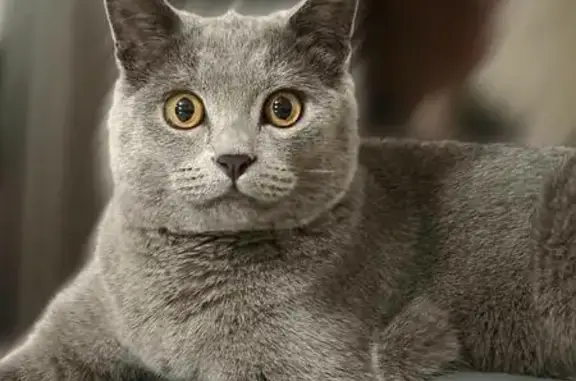 Пропала кошка, пр. Победы 17, Пенза