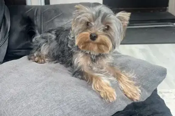 Найдена собака, Ермолино, фото: Собака найдена в Ермолино, Калужская обл.