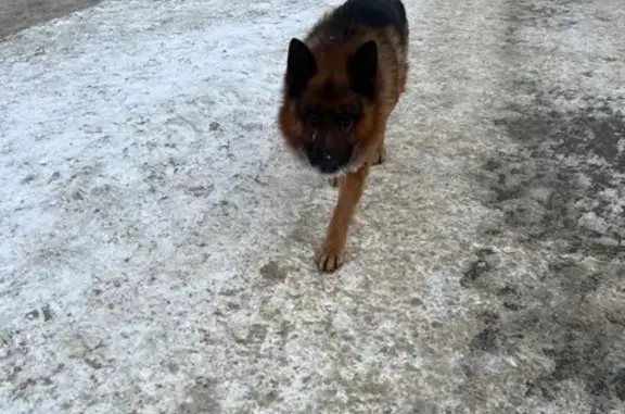 Найдена собака, Чебоксары, фото: Найдена овчарка, Эгерский бул., 36, Чебоксары