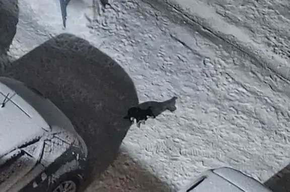 Найдена собака, Новосибирск, фото: Найдена собака на ул. Демакова, 1, НСК