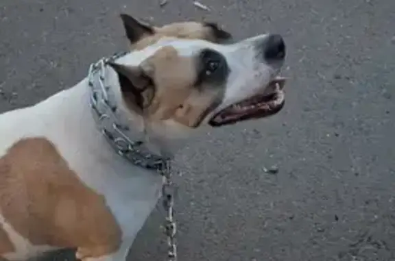 Пропала собака, Крайняя ул., Красноярск