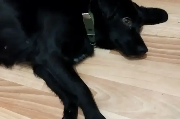 Объявления о пропавших и найденных животных, Бийск, фото: Собака найдена: Стахановская 4, Бийск