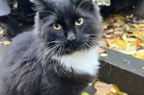 Пропала кошка, Рабочая ул., 55А, Домодедово