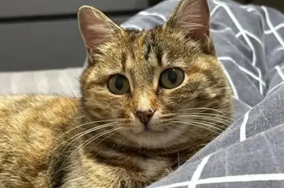 Пропала кошка, Ленинская 3, Оренбург