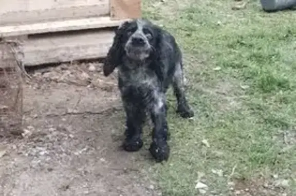 Найдена собака, Ростов-на-Дону, фото: Собака найдена: Рельефная ул., Ростов-на-Дону