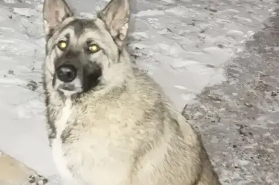 Пропала собака, Речная ул. 17, Советский