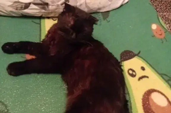 Пропала чёрная кошка, ул. Мельничная, 53