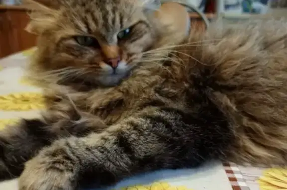 Пропала кошка в Брусово, ул. Володарского