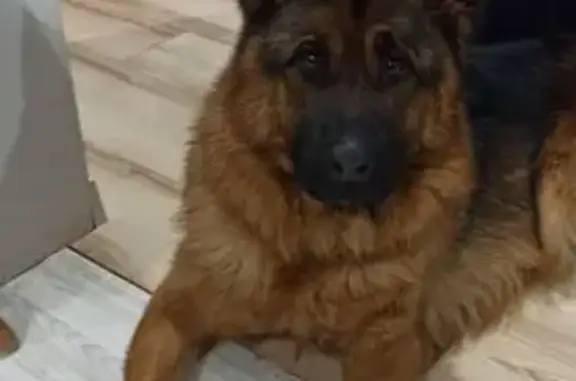 Найдена собака, Екатеринбург, фото: Собака найдена: Трудовая ул. 7, Екатеринбург