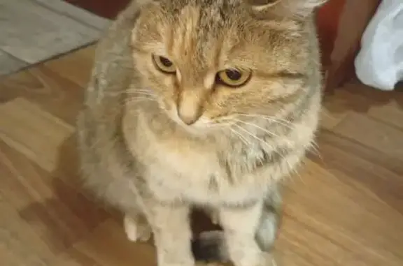 Найдена кошка, Магнитогорск, фото: Кошка найдена: Зелёный Лог, 52, Магнитогорск